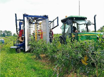 Mașină de recoltat fructe de pădure JAGODA 300